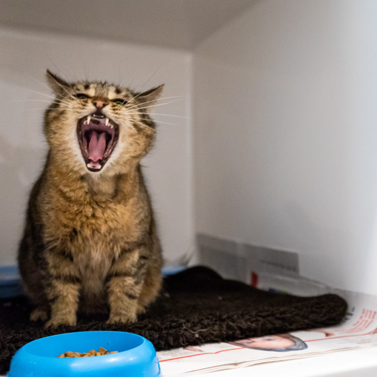 Dierenartsen De Nekker kat in hospitalisatie