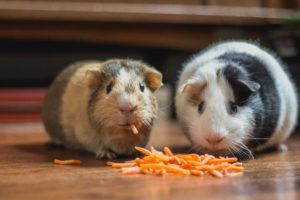 Dierenartsen De Nekker cavia