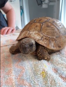 Dierenartsen De Nekker schildpad