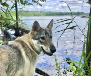 Dierenartsen De Nekker fotowedstrijd hond