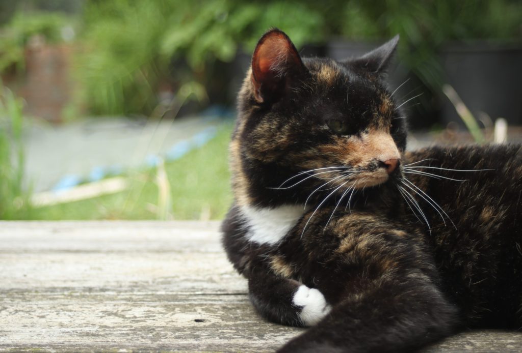 Dierenartsen De Nekker fotowedstrijd kat