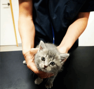 Dierenartsen De Nekker kitten consultatie