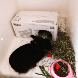 Dierenartsen De Nekker konijn in hospitalisatie