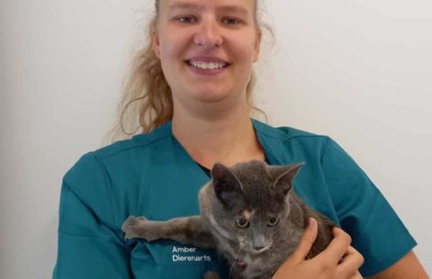Dierenartsen De Nekker Amber Hoste met kitten