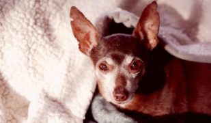 Dierenartsen De Nekker seniorhond