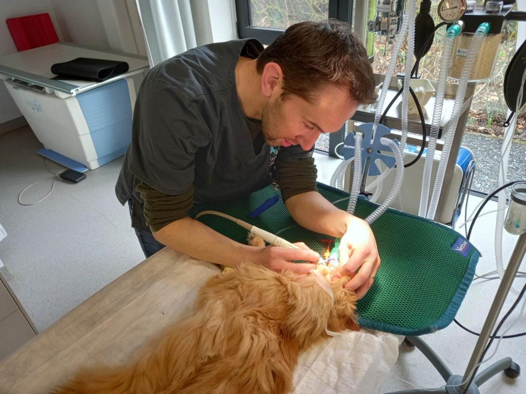 Dierenartsen De Nekker dentalbehandeling