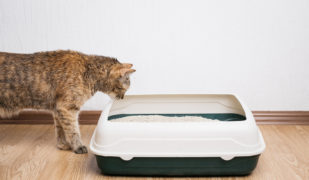 Dierenartsen De Nekker kat aan kattenbak