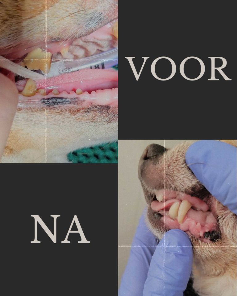 Dierenartsen De Nekker voor en na beeld tandbehandeling hond