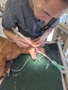 Dierenartsen De Nekker hond tandbehandeling