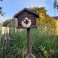 Dierenartsen De Nekker winnaar fotowedstrijd kat