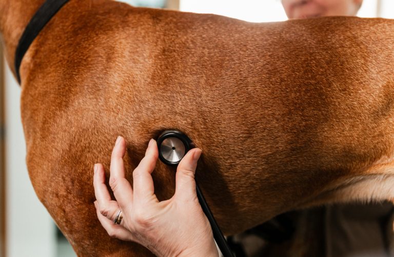Dierenartsen De Nekker consultatie hond