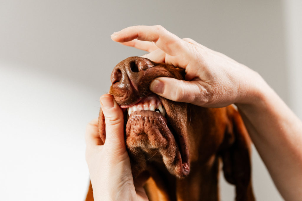 Dierenartsen De Nekker hond tanden