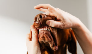 Dierenartsen De Nekker hond tanden