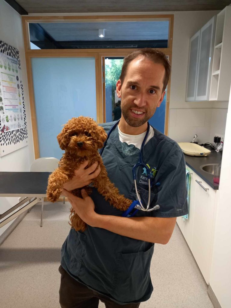 Dierenartsen De Nekker hond poedel