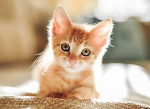 Dierenartsen De Nekker kitten