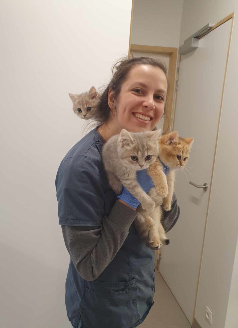 Dierenartsen De Nekker Britse korthaar kitten