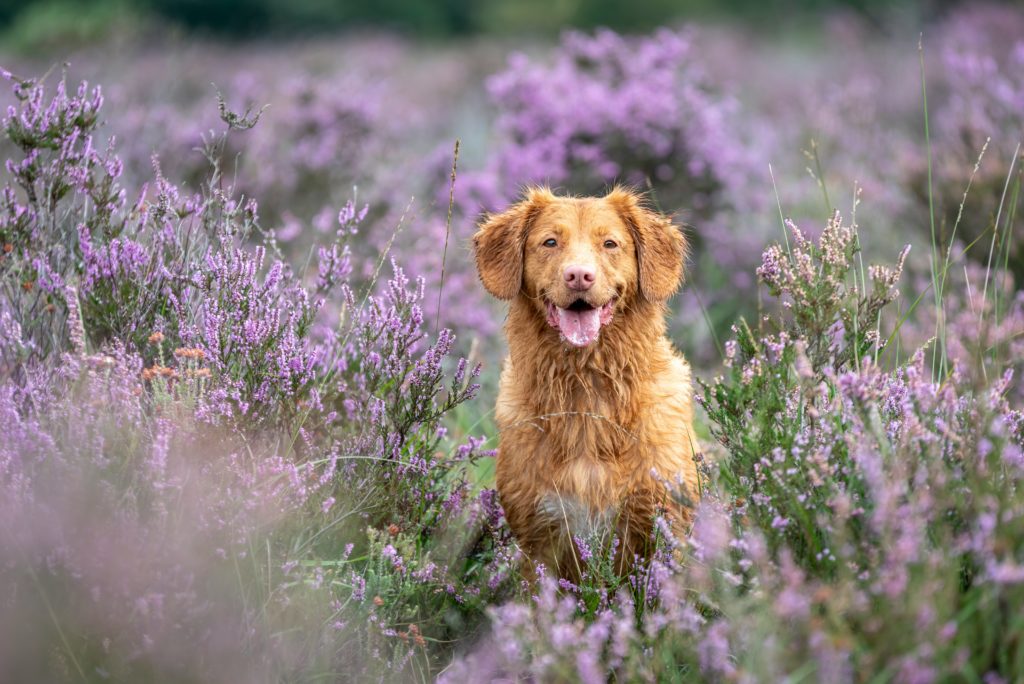 Dierenartsen De Nekker hond in lavendel