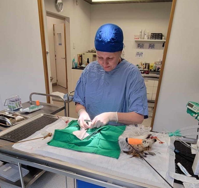 Dierenartsen De Nekker operatie