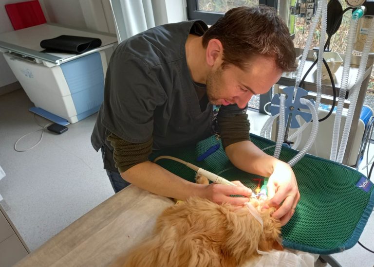 KVB dental