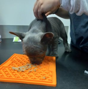 Dierenartsn