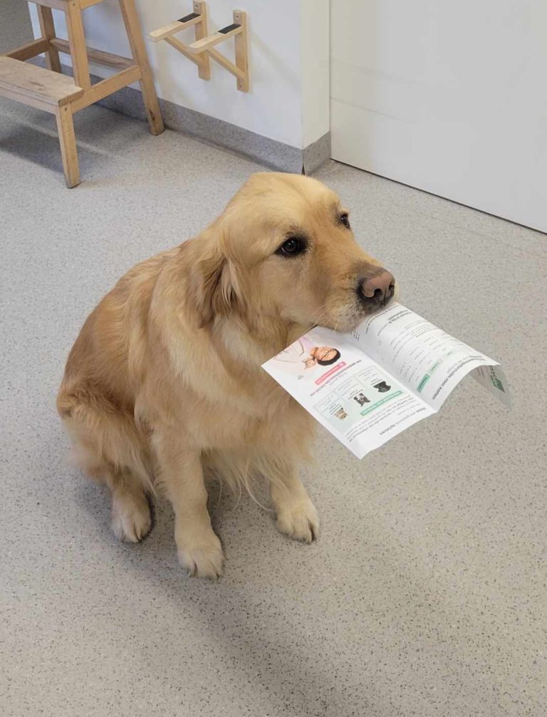 Dierenartsen De Nekker verzekering Golden Retriever
