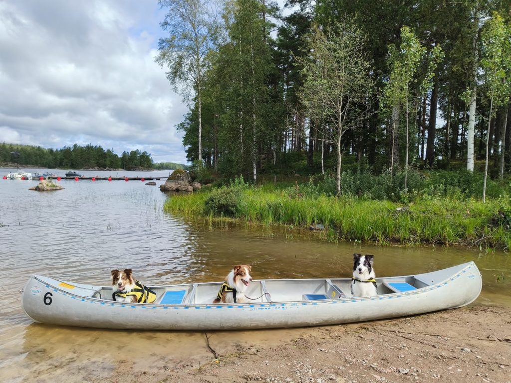 Dierenartsen De Nekker 3 Bordercollies in een kajak