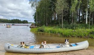 Dierenartsen De Nekker 3 Bordercollies in een kajak