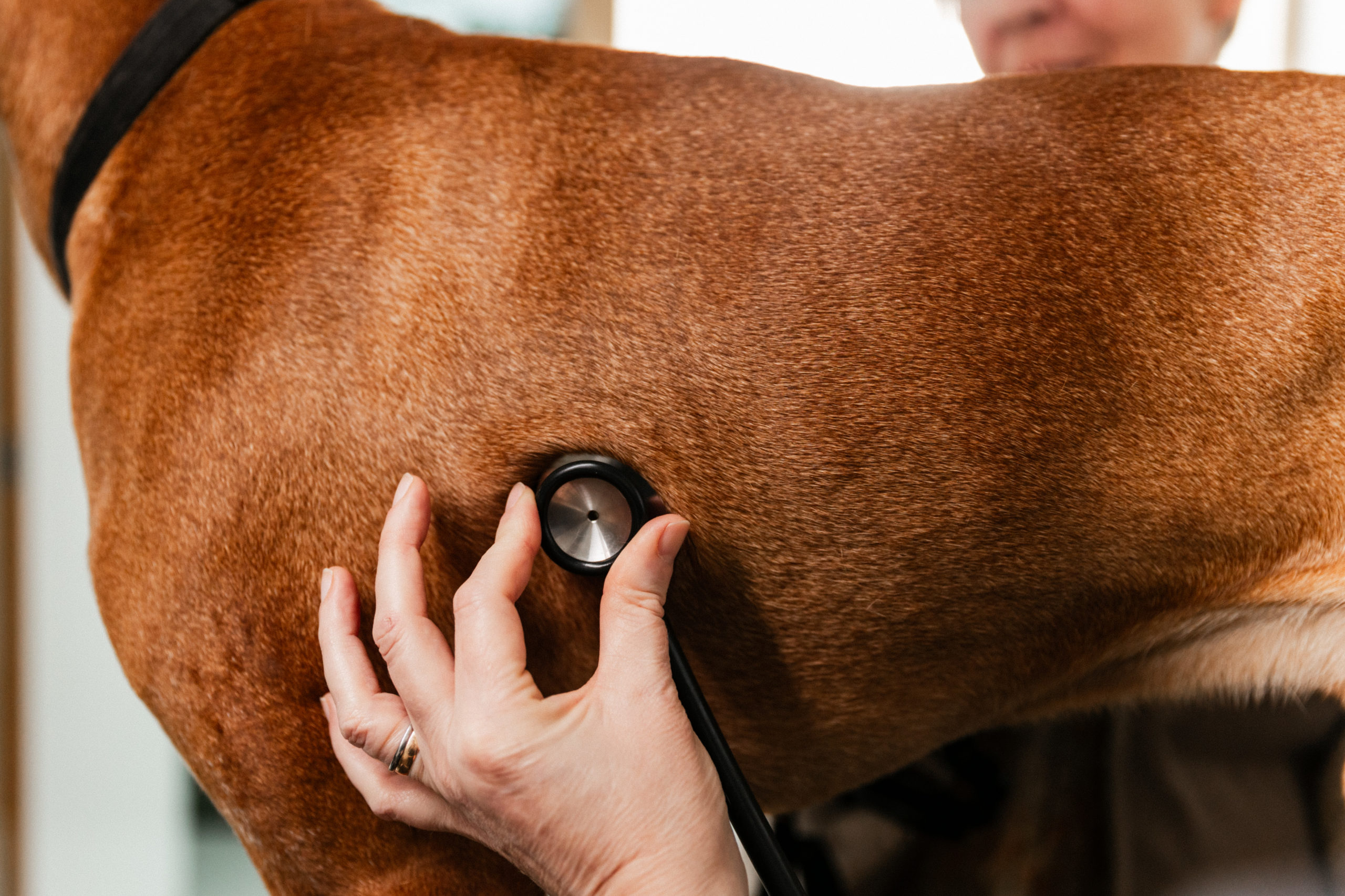 Dierenartsen De Nekker consultatie hond Dierenartsen De Nekker consultatie hond