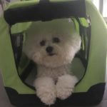 Dierenartsen De Nekker hond in reismand