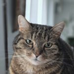 Dierenartsen De Nekker kat
