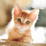 Dierenartsen De Nekker kitten