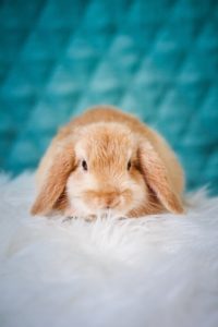 Dierenartsen De Nekker konijn