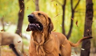 Dierenartsen De Nekker hond niest