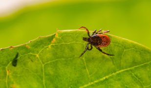 Dierenartsen De Nekker teek op blad