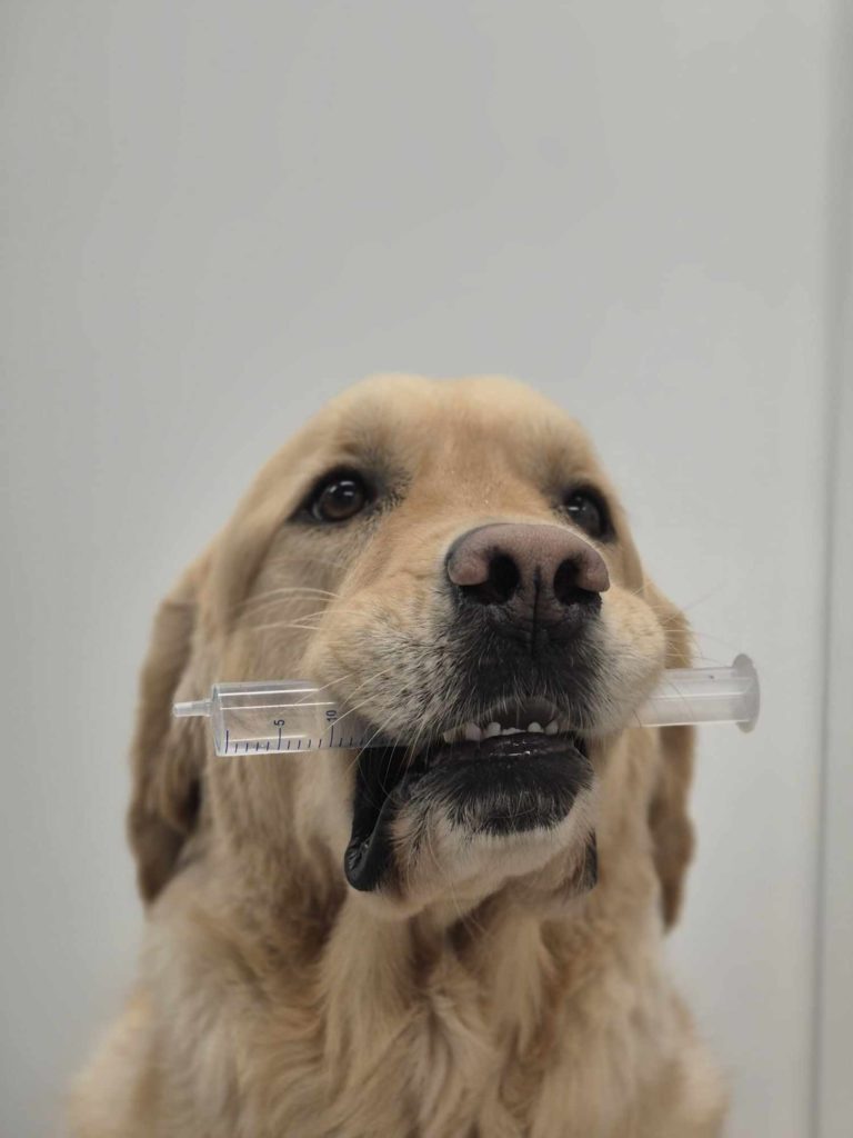 Dierenartsen De Nekker Tristan close up met spuit