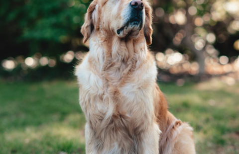 Dierenartsen De Nekker Tristan