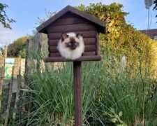 Dierenartsen De Nekker winnaar fotowedstrijd kat